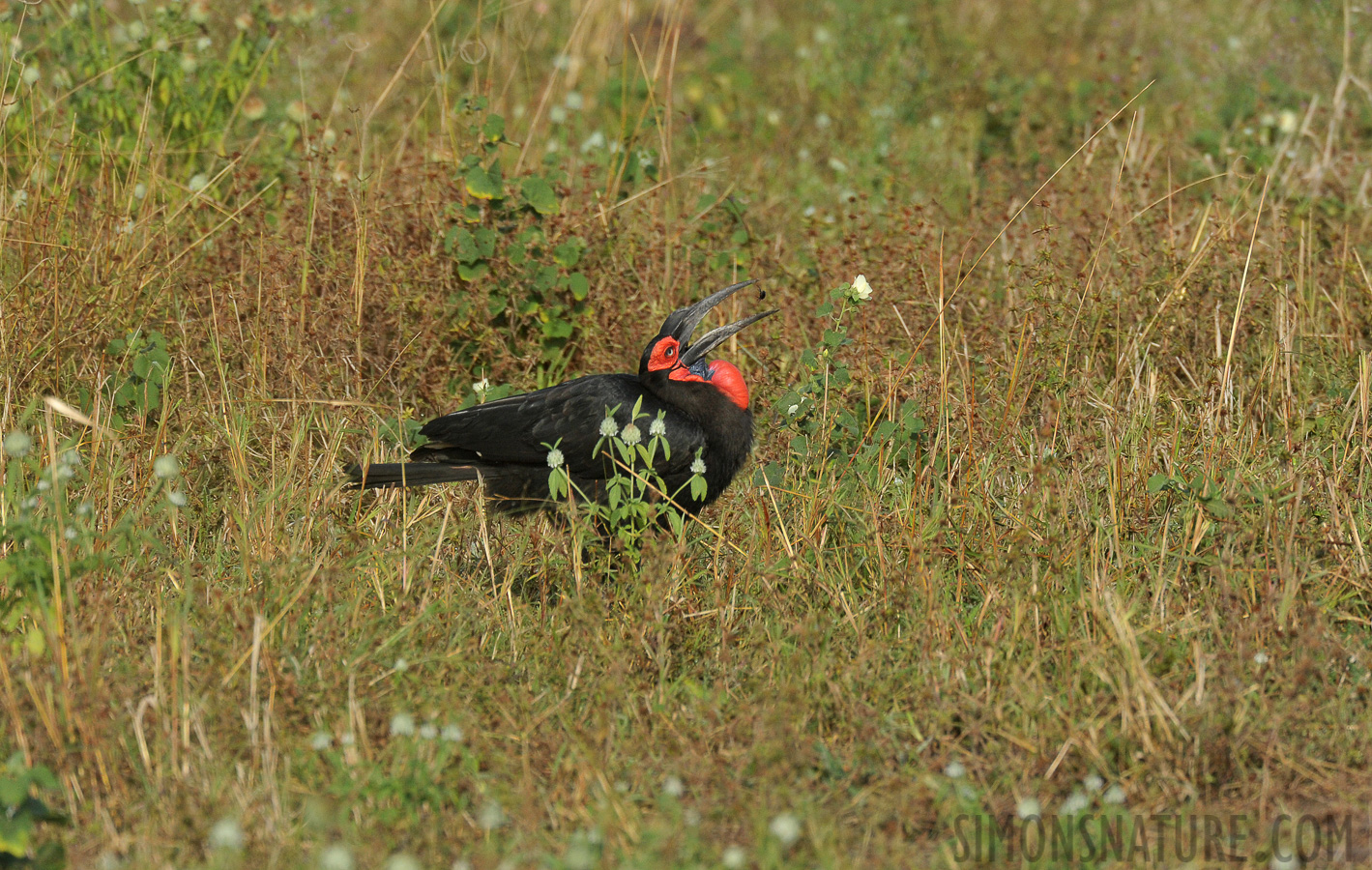 Bucorvus leadbeateri [550 mm, 1/2000 Sek. bei f / 8.0, ISO 1600]